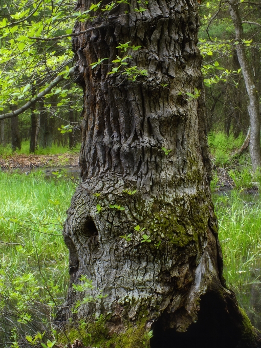 Pohon alam hutan cabang