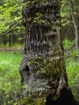 Tree nature forest branch Photo