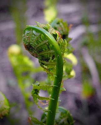 Nature plant hiking leaf Photo