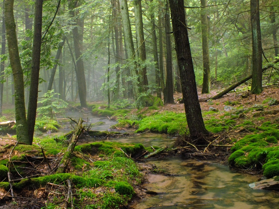 Tree forest creek swamp