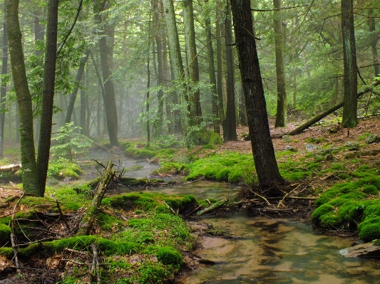 Tree forest creek swamp Photo