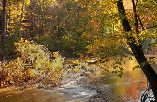 Tree nature forest waterfall Photo