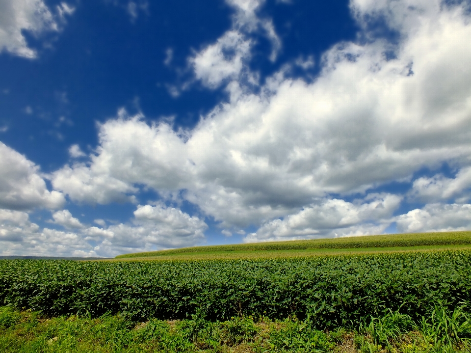 Paesaggio natura erba orizzonte