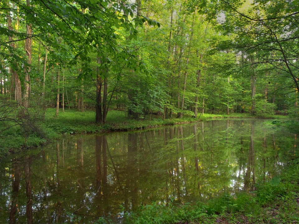 Baum wald sumpf wildnis
