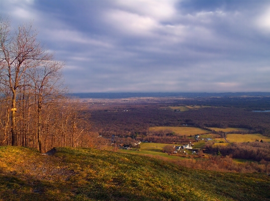 Landscape tree nature forest Photo