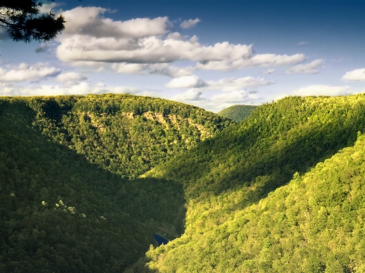 Landscape tree nature forest Photo