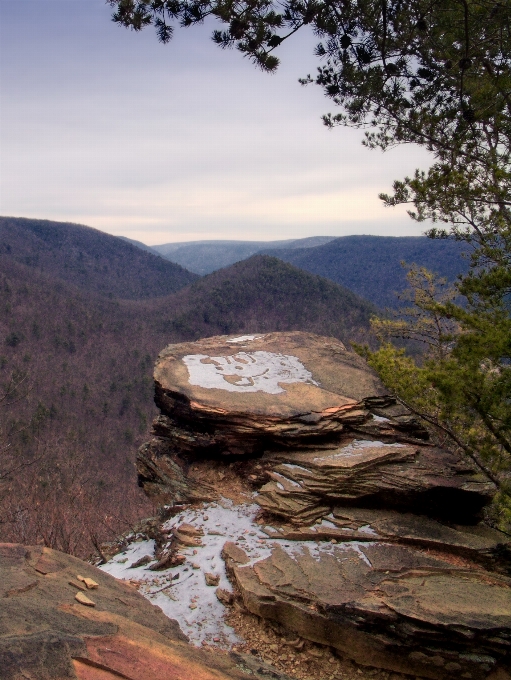 Landscape tree nature rock