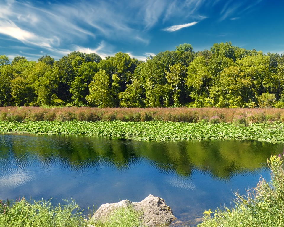 Landscape tree water nature