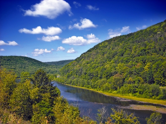 Landscape tree nature forest Photo