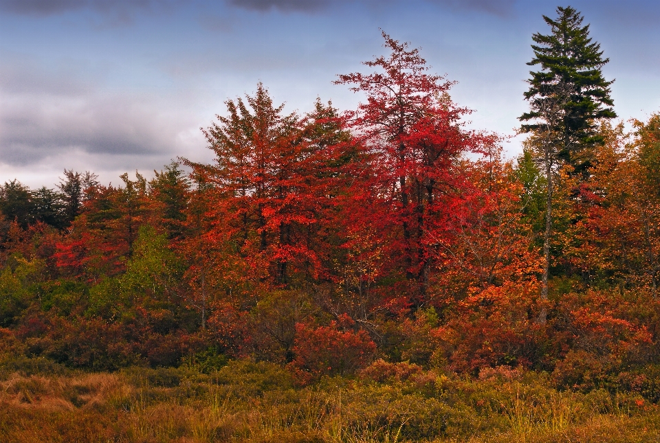 Landscape tree nature forest