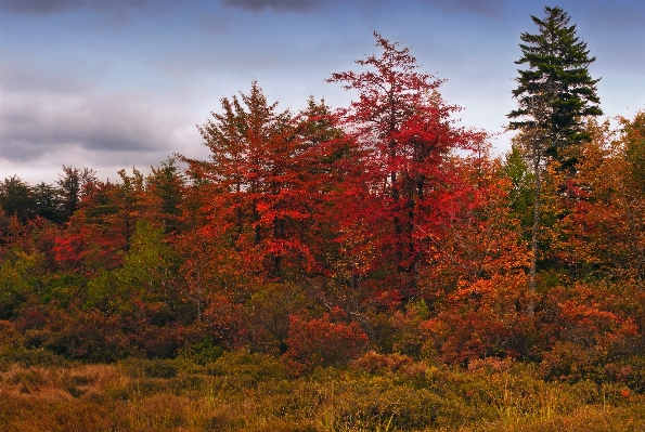 Landscape tree nature forest Photo