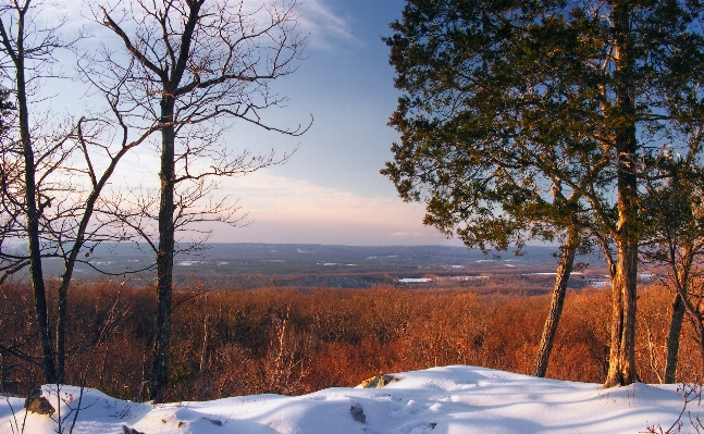 風景 木 自然 森 写真