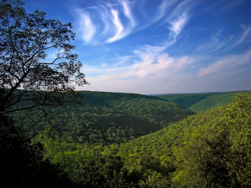 Landscape tree nature forest