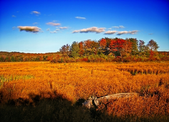 Landscape tree nature forest Photo