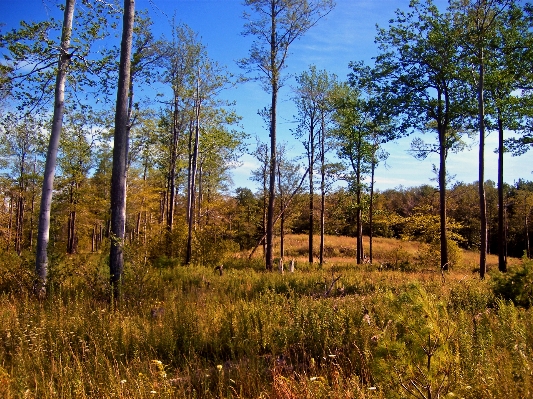 Landscape tree forest grass Photo