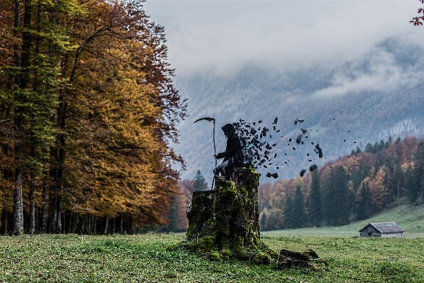 風景 木 自然 森 写真