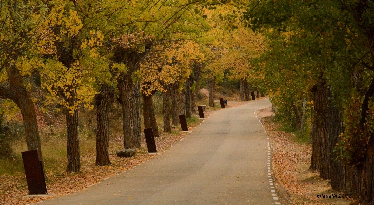 Tree nature forest plant Photo