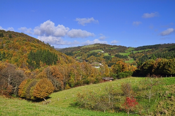 Tree mountain field meadow Photo