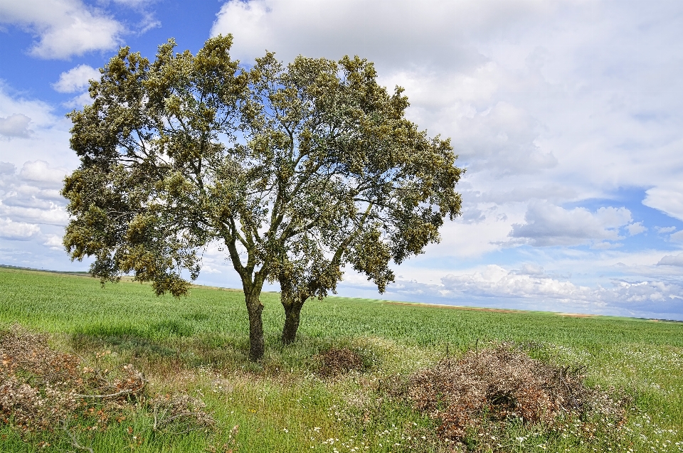 Paysage arbre nature herbe