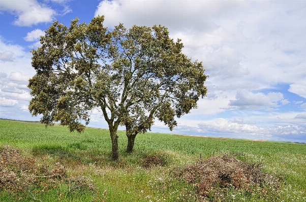 Landscape tree nature grass Photo