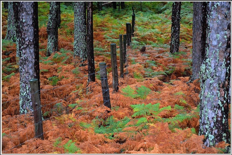 Baum wald wildnis
 anlage