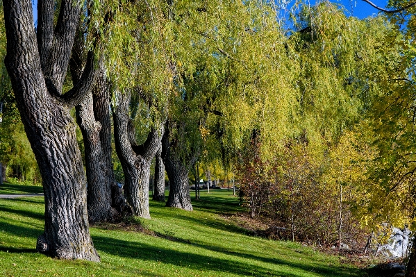 風景 木 水 自然 写真