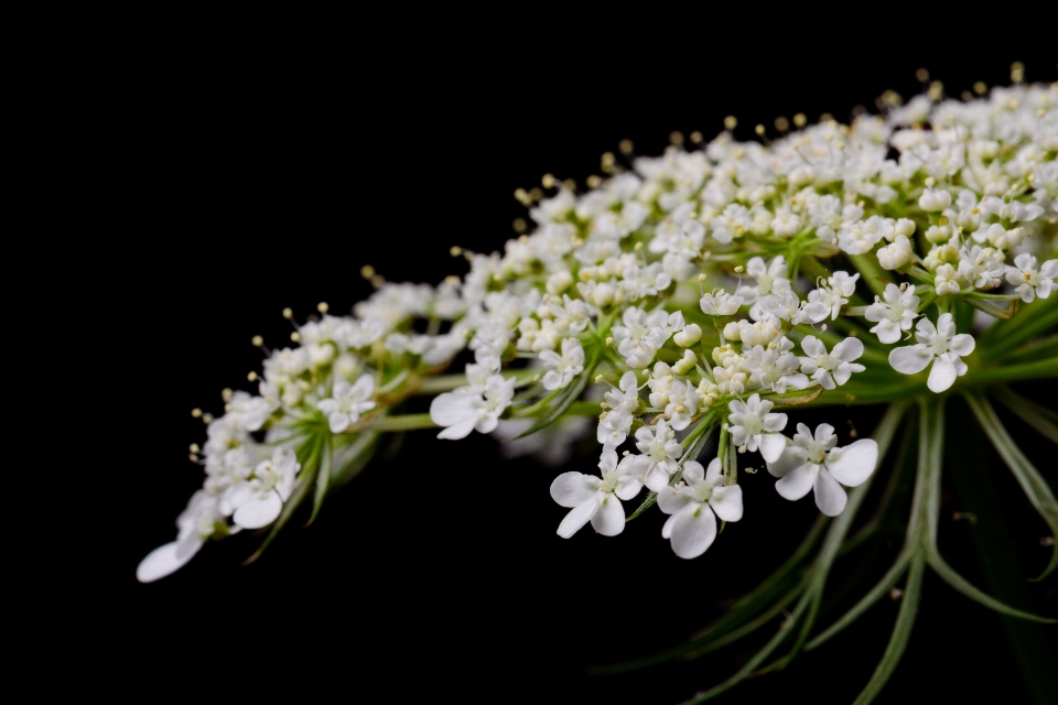 Zweig blüte anlage weiss