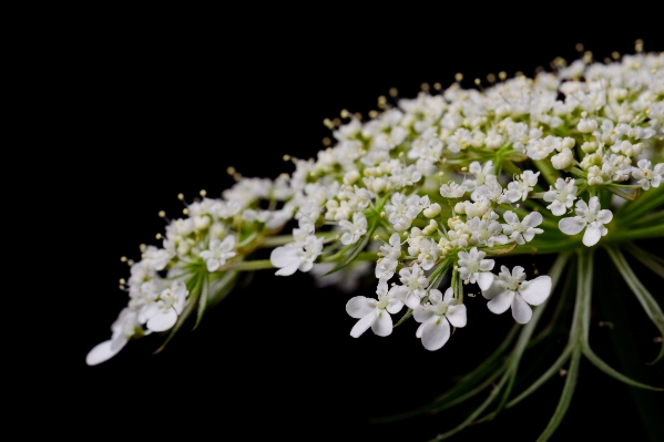 Branch blossom plant white Photo