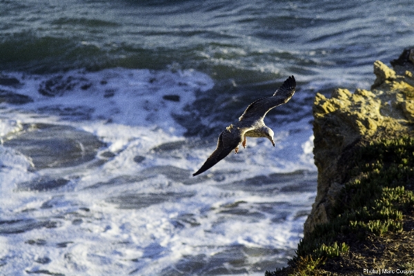 Beach sea coast water Photo