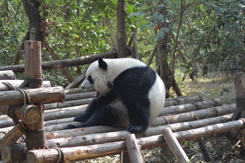 Ricreazione orso animali selvatici zoo