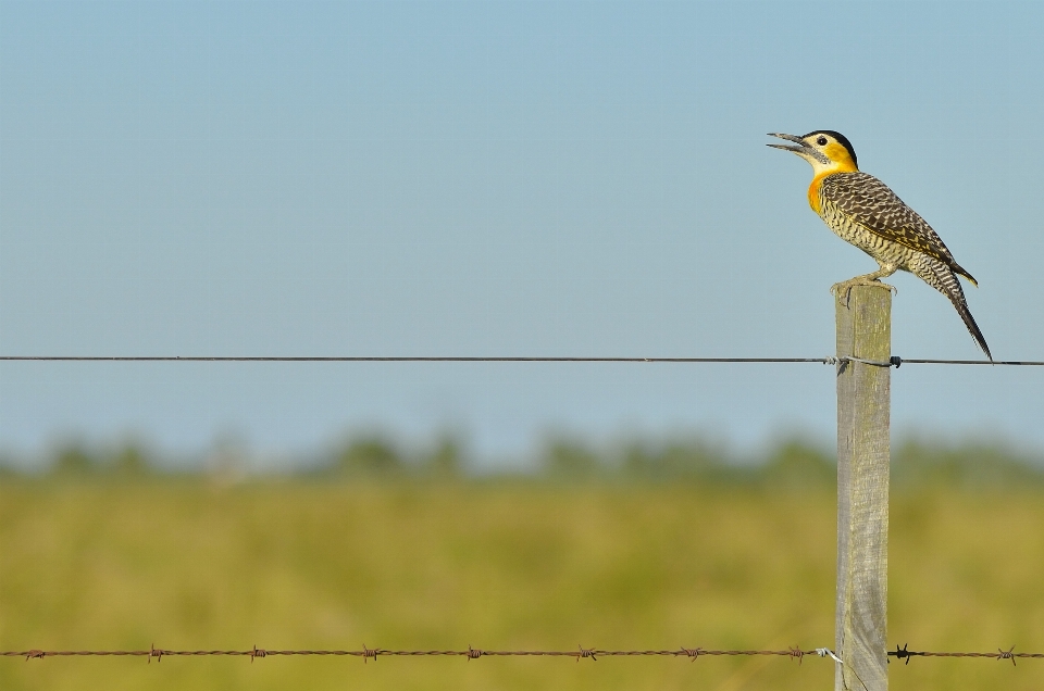 Nature bird fence prairie