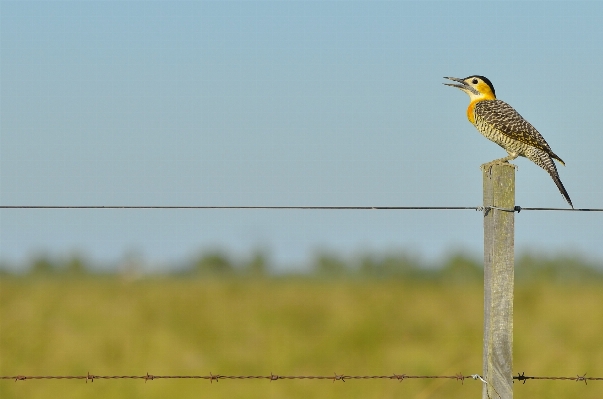 Nature bird fence prairie Photo