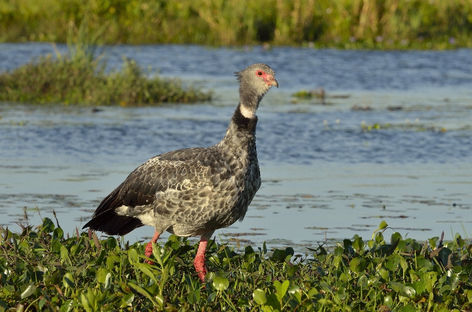 Natur vogel tierwelt wild