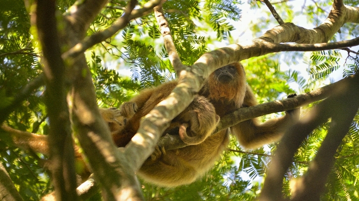 Tree nature forest branch Photo