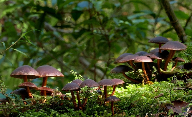 Foto Pohon alam hutan daun