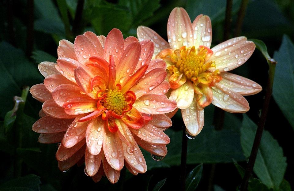 Blossom plant flower petal