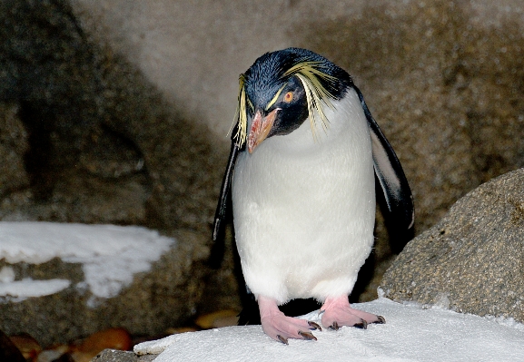 雪 鳥 野生動物 嘴 写真