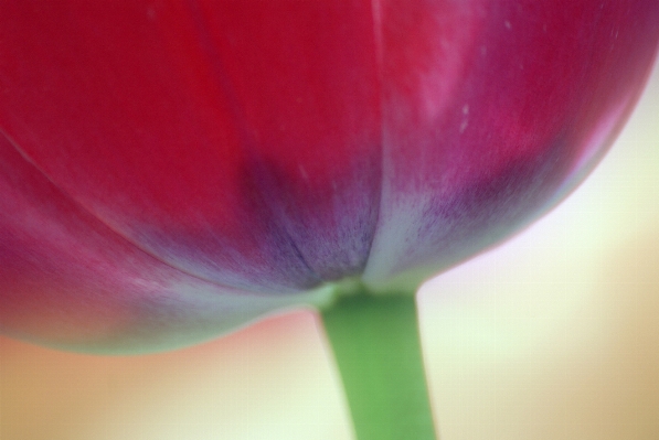 Plant photography flower petal Photo