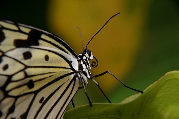 Nature wing photography leaf Photo