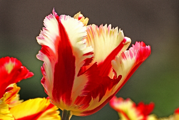 Blossom plant flower petal Photo