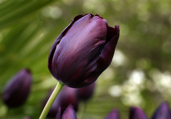 Blossom plant flower petal Photo