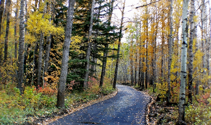 Tree forest plant trail Photo