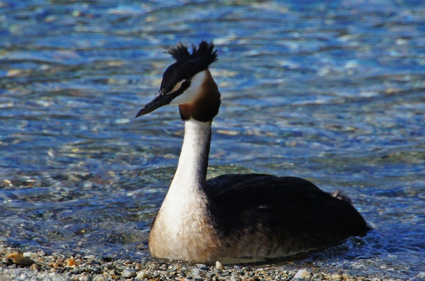 海 水 自然 鳥 写真