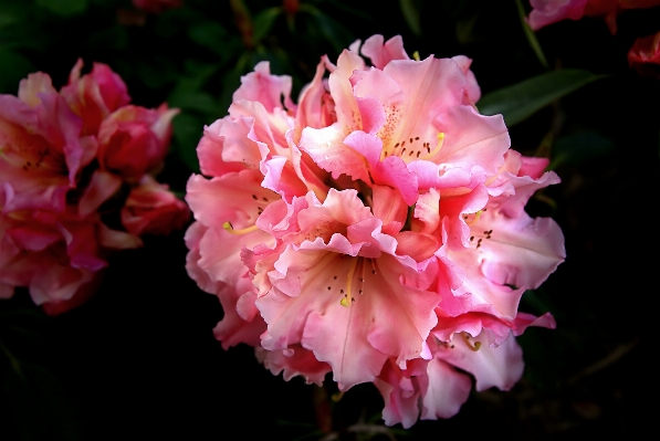 Blossom plant flower petal Photo