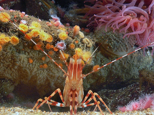 Foto Cibo biologia frutti di mare medusa