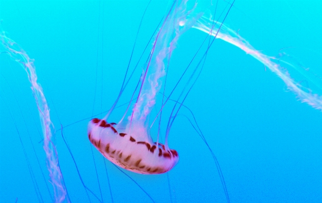 Foto Biologi ubur ikan invertebrata