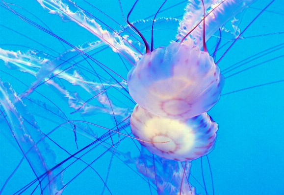 Flower underwater biology jellyfish Photo