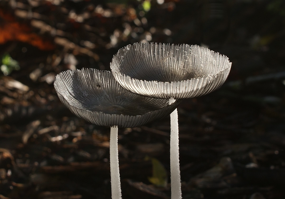 Feuille fleur éclairage fermer
