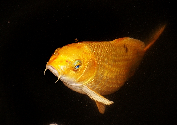 Orange biology yellow fish Photo