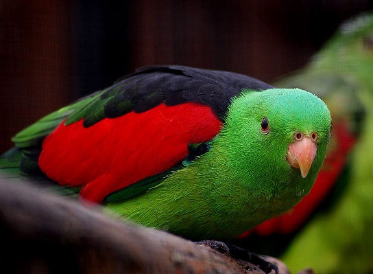 Bird green red beak Photo